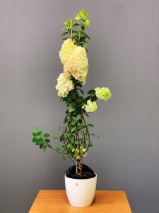 Hortenzia latnatá - SUNDAE FRAISE® kontajner