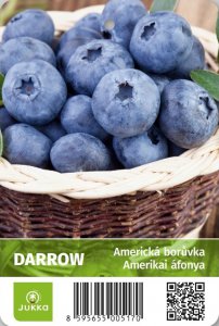 Americká čučoriedka DARROW