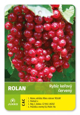 Ríbezľa kríková červená - ROLAN - kontajner