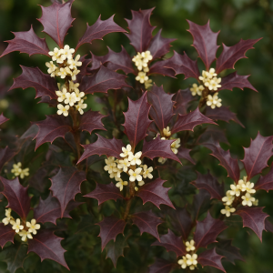 Vonokvetka rôznolistá (Osmanthus heterophyllus) PURPUREUS