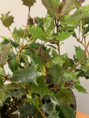 Vonokvětka různolistá (Osmanthus heterophyllus) PURPUREUS