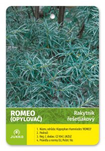 Rakytník rešetliakový ROMEO - samec