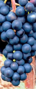 Vinič stolový JAPONSKÁ ISABELA  - kontajner