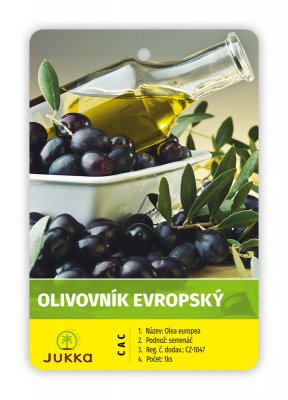 Olivovník evropský PRODROMOS - kontajner