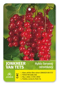 Ríbezla stromčeková červená - JONKHEER VAN TETS - kontajner