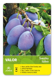 Slivka VALOR v kontajneru