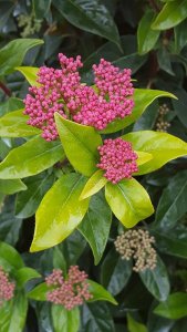 Viburnum tinus (Kalina modroplodá) - GWENLLIAN