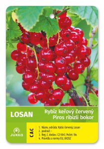 Ríbezľa kríková červená - LOSAN - kontajner