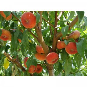 Broskvoň UFO 3 plochá - kontejner