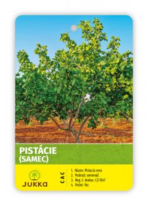 Pistacia vera - POLLEN - kontejner