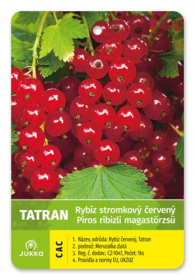 Ríbezľa stromčeková červená - TATRAN - kontajner