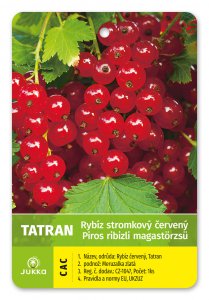 Ríbezľa stromčeková červená - TATRAN - kontajner