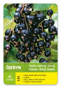 Ríbezľa kríková čierna - ÖJEBYN - kontajner