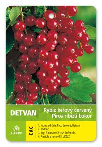 Rybíz keřový červený - DETVAN - kontejner