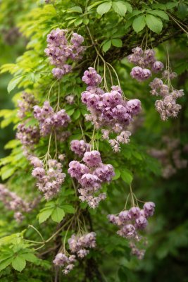Akebie pětičetná - kontejner