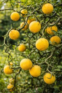 Citronečník trojlistý - FLYING DRAGON - kontejner