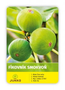 Figovník FICCOLINO® GUSTIS
