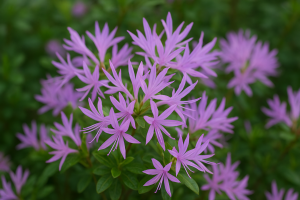 Azalka - STAR STYLE® LILA