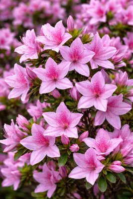 Azalka - STAR STYLE® LILA