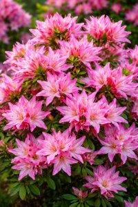 Azalka - STAR STYLE® PINK