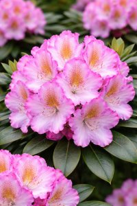 Rhododendron GRAZIELLA 30-35