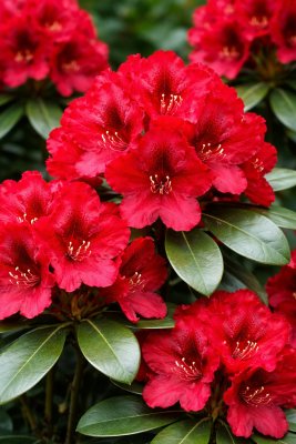 Rhododendron RED JACK 30-35