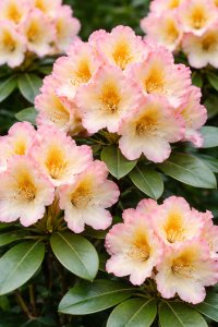 Rhododendron SAFFRANO 30-35