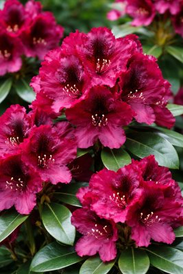Rhododendron MOSER'S MAROON 30-35