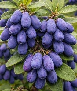 Čukotská čučoriedka FIALKA