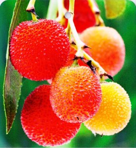 Arbutus unedo - COBRA - kontejner