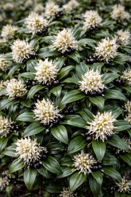 Masoplodka nízká (Sarcococca humilis) WINTER GEM