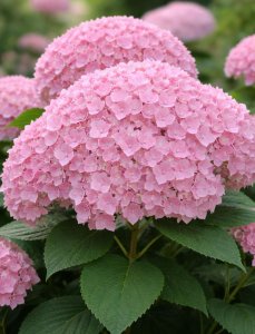 Hortenzie velkolistá - CANDYBELLE® BUBBLEGUM kontejner