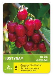 Čerešňa JUSTYNA