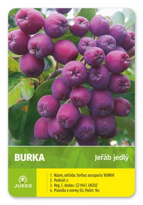 Arónia BURKA (kríková) - kontajner