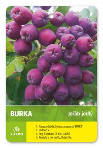 Arónia BURKA (kríková) - kontajner