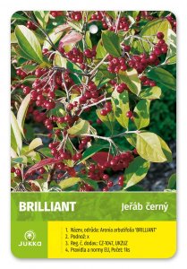 Arónia BRILLIANT (kríková) - kontajner
