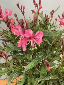 Gaura lindheimeri - sviečkovec - FLAMINGO PINK®
