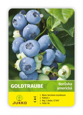 Americká borůvka GOLDTRAUBE