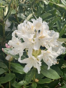 Rhododendron CUNNINGHAM´S WHITE 30-35