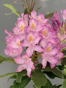Rhododendron ROSEUM ELEGANS 30-35
