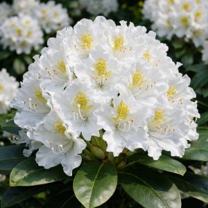 Rhododendron MADAME MASSON 30-35