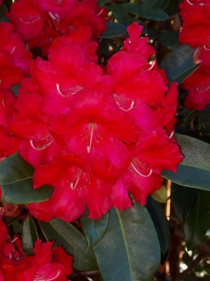 Rhododendron HALFDAN LEM-kmienok