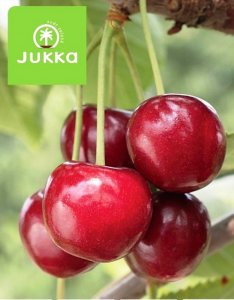 Třešeň zakrslá MIX ODRŮD