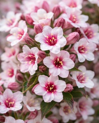 Weigelia -  VINTAGE LOVE ®