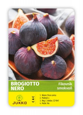 Fíkovník BROGIOTTO NERO