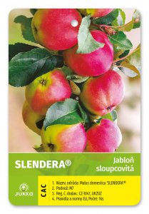 Jabloň stĺpovitá SLENDERA® - kontajner