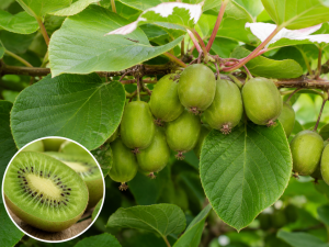 Kiwi (A. kolomikta) SENTJABRSKAJA - nevesta