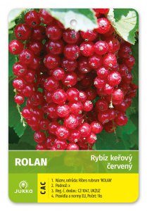 Rybíz keřový červený - ROLAN - kontejner