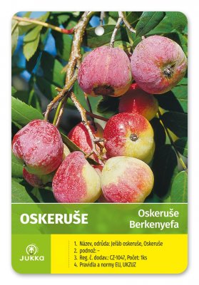 Oskeruše 70-90 cm - kontejner
