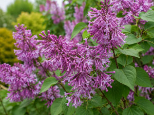 Orgován MISS KIM (Syringa patula) - kontajner